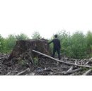 Under The Eagles Shadow  Investigation into a major Indonesian resource group indicates shadow empire threatening Indonesias forests