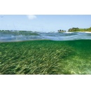 Study helps pinpoint areas where microplastics will accumulate
