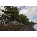 Cubas coastal communities fight climate change