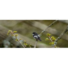 A male pied flycatcher |  Kev Dunnington