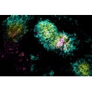 Supercharged vaccine could offer strong protection with just one dose