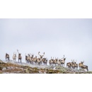Can Arctic wildlife adapt to a warming climate?