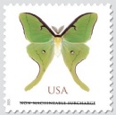 Fly by Night: Catch a Luna Moth Near You