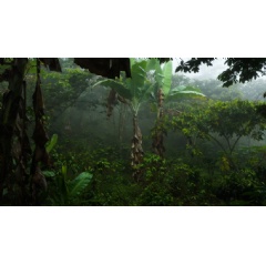 The diversity of trees on shade-grown coffee farms makes them a haven for biodiversity. Roshan Patel, Smithsonians National Zoo and Conservation Biology Institute.
