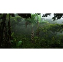 Study Reveals Carbon Markets Undervalue Shade-Grown Coffee Farms