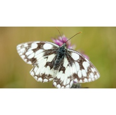 Marbled white butterfly on thistle |  National Trust Images/John Miller