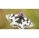 Butterfly numbers at historic forest hit 17 year high
