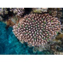Asia-Pacific environment leaders urge action for a sustainable and resilient planet