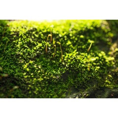 Researchers have discovered how moss and green algae can protect themselves from too much sun.