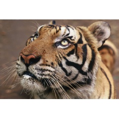One of two tigers (Panthera tigris tigris) orphaned by poachers, at a rehabilitation centre, Petchaburi, Thailand.
 Adam Oswell / WWF