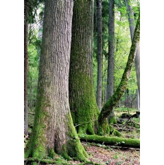 The ancient trees in the Bialowieza Forest date back hundreds of years, some as far back to the reign of Polish King Władysław II Jagiełło in the 14th century. © I. Chojnacki / WWF-Poland