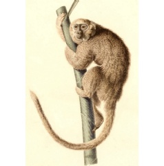 An artist’s sketch of the monkey Callicebus donacophilus, a living species closely related to X. mcgregori. Credit: Alcide Dessalines d’Orbigny (Voyage dans l’Amérique méridionale), via Wikimedia Commons