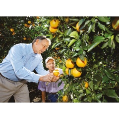 Citrus grower David Evans (left) inspects the damage to a grove in Florida together with Dr. Dennis Warkentin from Bayer.