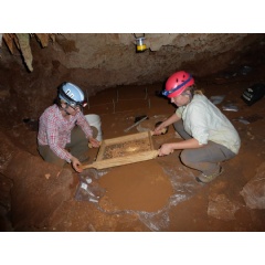 Johns Hopkins paleontologist Siobhán Cooke and her colleague Alexis Mychajliw collect more fossils for dating in a Caribbean cave. Credit: Lauren Gibson