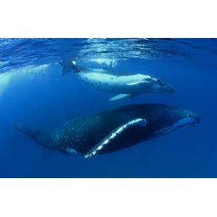  Paul Hilton / Greenpeace 
Pacific Ocean, Polynesia, Tonga