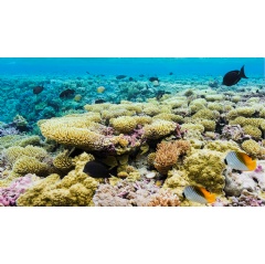 The coral reef that surrounds Palmyra Atoll is home to an incredible volume and diversity of fish (over 400 species) and other marine life. (Image credit: Andrew Wright/USFWS)