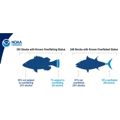 Of the more than 490 stocks managed by NOAA, 355 have a known overfishing status (331 not subject to overfishing and 24 subject to overfishing) and 249 have a known overfished status (201 not overfished and 48 overfished). (Image credit: NOAA)