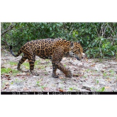 Experts have identified at least five jaguars in a nature reserve in Dzilam, Yucatan
