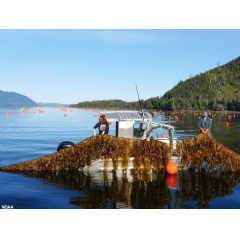 Alaska aquaculture in practice  seaweed farming in Doyle Bay, Alaska, with Seagrove Kelp Company. (Image credit: NOAA)