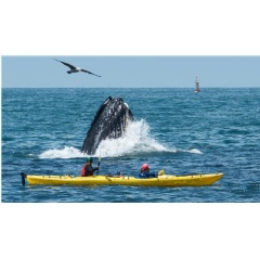 Recreational kayakers paddle by a lunge-feeding humpback whale just offshore of Moss Landing in California during a kayaking excursion. (see complete caption below)