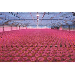 Application Image for the OSLON Optimal Red LED.
Image: ams OSRAM