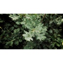 Inditex is the first company to join the new public-private fund backed by the regional government of Galicia for anticipating forest fires