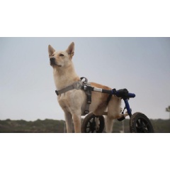 To drive awareness for Subaru Loves Pets month and #MakeADogsDay on October 22, 2023, Subaru is launching an integrated ad campaign featuring a new pack of Underdogs, including Pop.