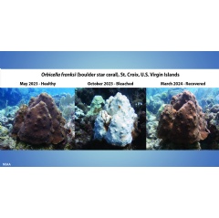 This three-panel image shows a boulder star coral in St.Croix, USVI, as it shifted from healthy (May 2023), to bleached (Oct. 2023), to recovered (March 2024), following extreme marine heat stress throughout the Caribbean basin in 2023. (Credit: NOAA