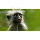 Apple TV+s celebrated docuseries The Secret Lives of Animals scores six Daytime Emmy Award nominations, including Outstanding Nature and Science Program