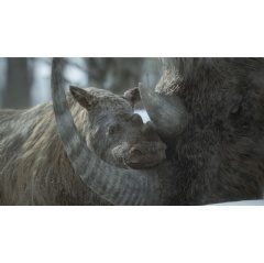 Woolly rhinos in “Prehistoric Planet: Ice Age,” premiering Wednesday, November 26, 2025 on Apple TV+.