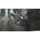Apple TV+ announces Prehistoric Planet: Ice Age
