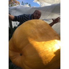 Chris Bonnett of Gardening Express with the Biggest Pumpkin in Britain